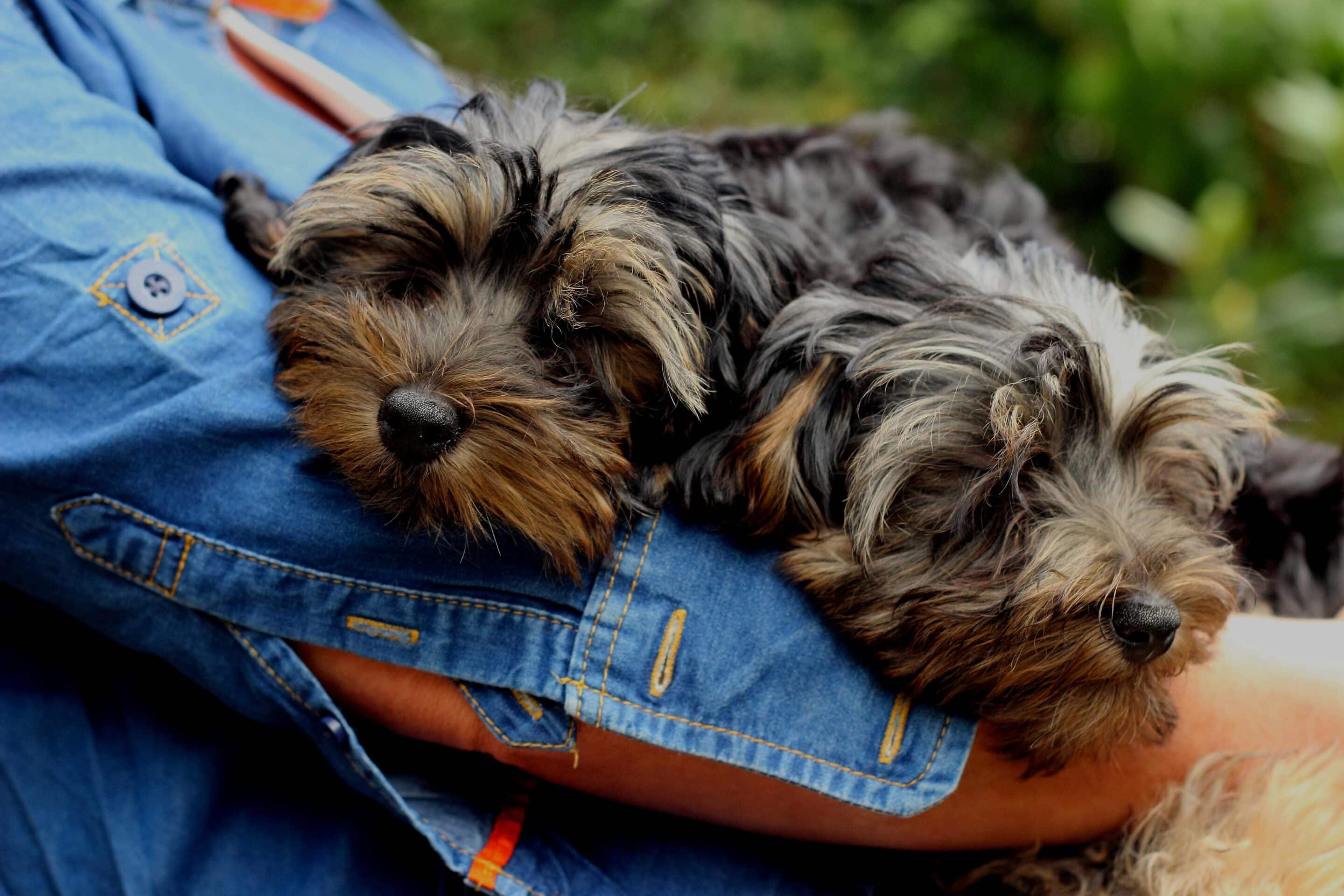 Best Dog Flea Medicine Reviews: What Works in 2026?