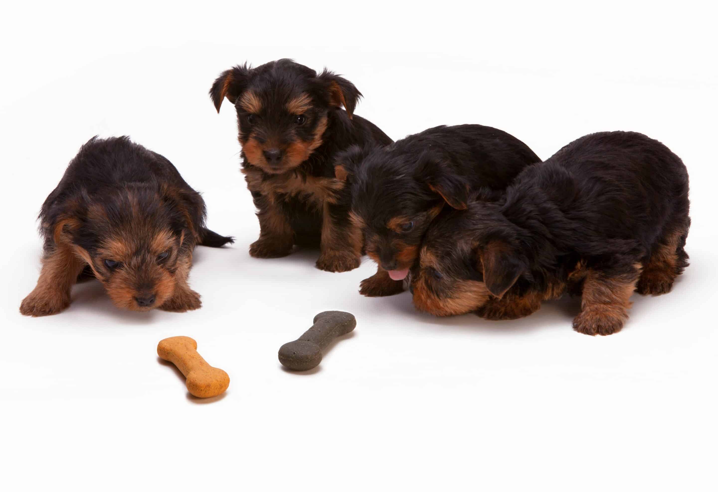 Best Dog Food for Active Dogs: