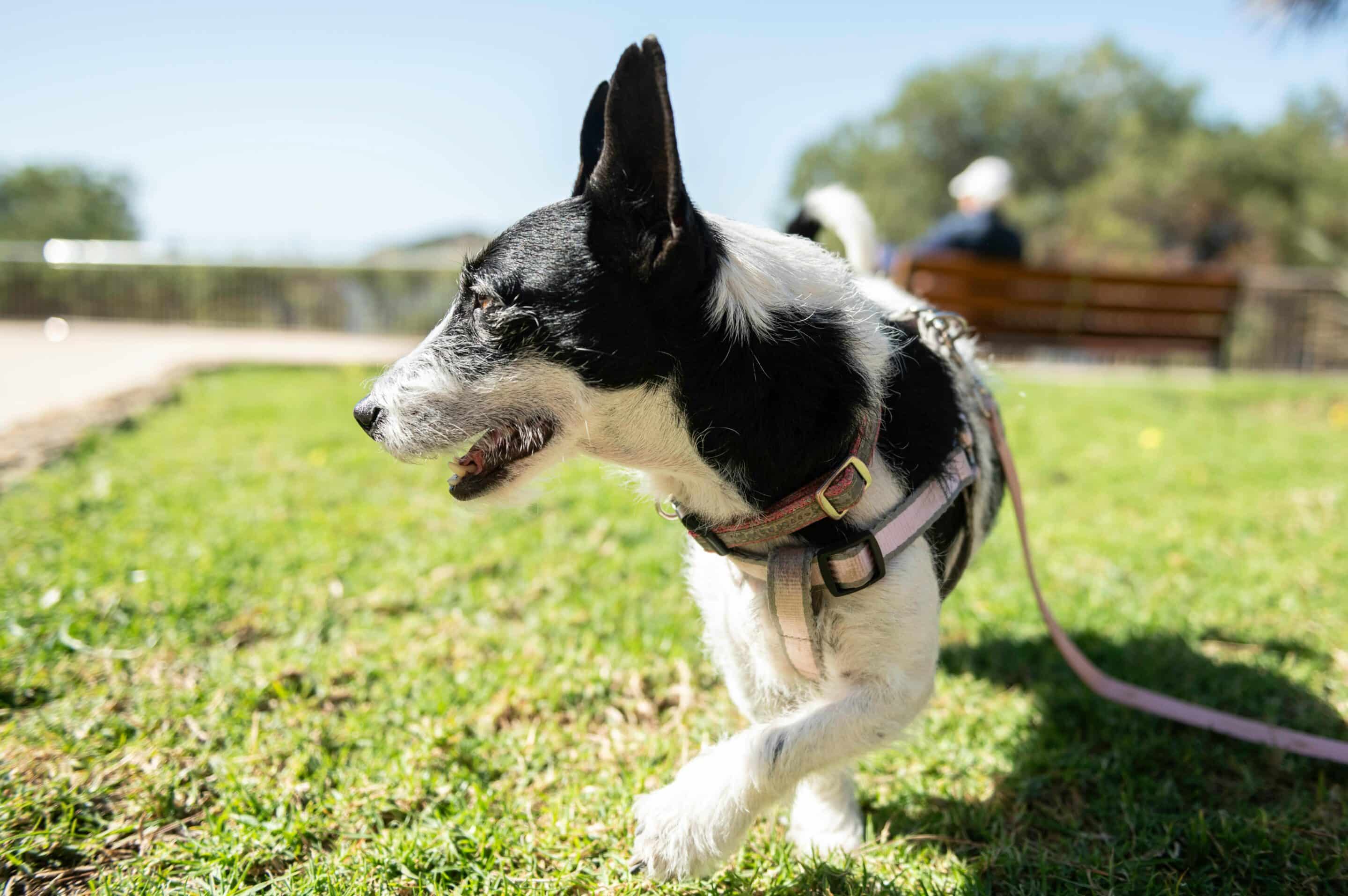 Best Dog Food for Allergies