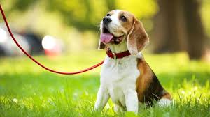Best Flea and Tick Medicine for Dogs in 2026