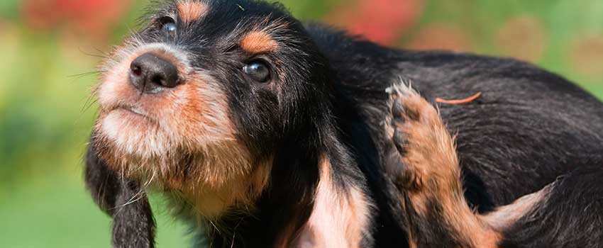 Best Flea Treatments for Aussie Dogs