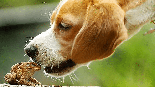 Cane Toad Poisoning in Dogs: Symptoms & What to Do