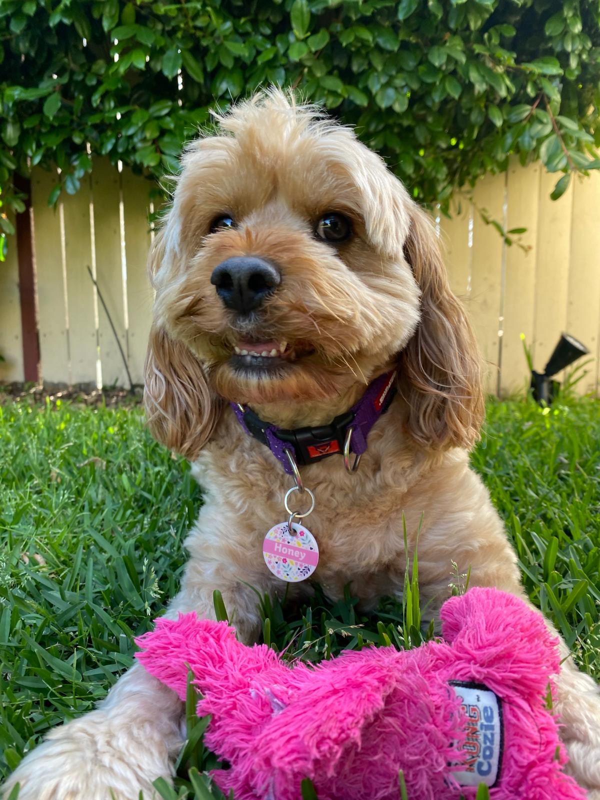 Cheapest Flea and Tick Treatment Australia: