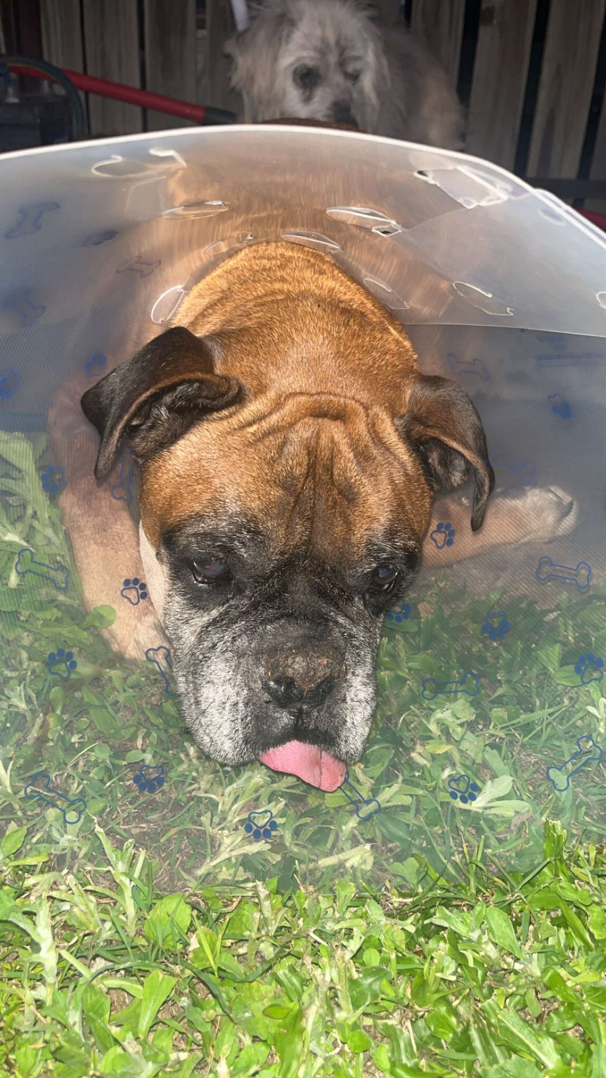 Clinical Strategies for Flea Control