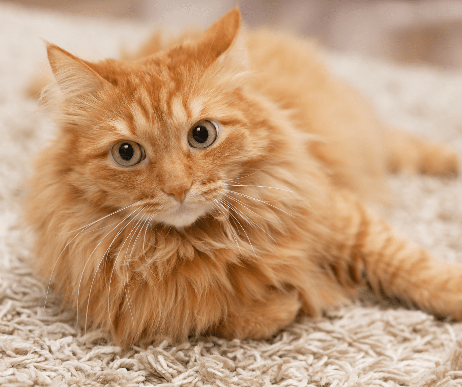 Coat and Skin Health of Pets: A Furry Fashion Show