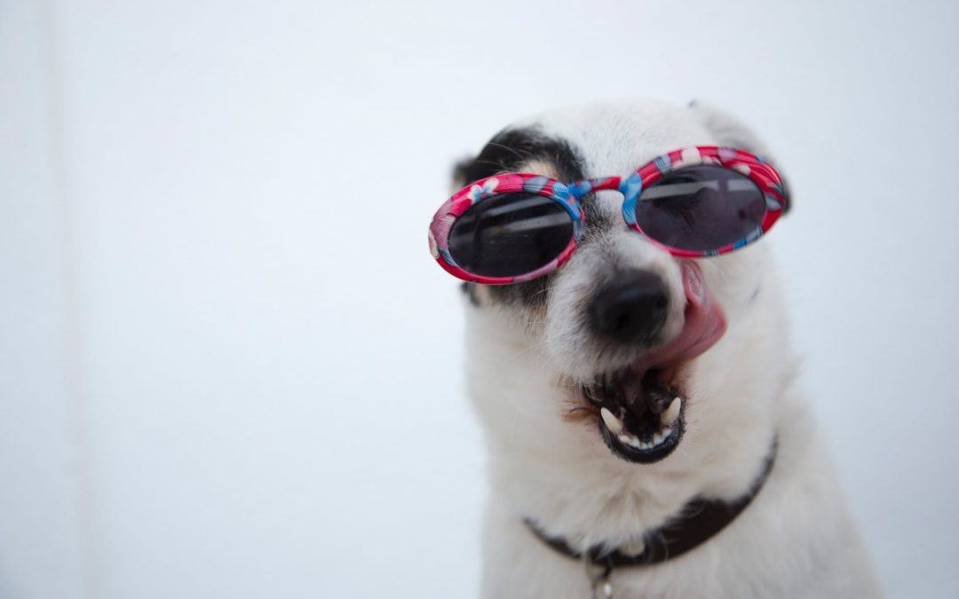 What ingredients can you use to cook dog food? Here’s a Vet’s guide!
