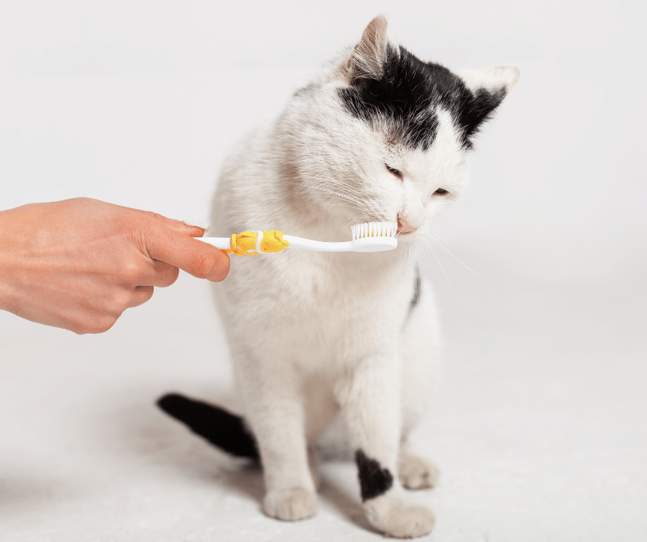 Dental Health: The Mouth Maestro