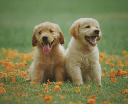 Dog Gut Health: Improve Digestion & Immunity Naturally
