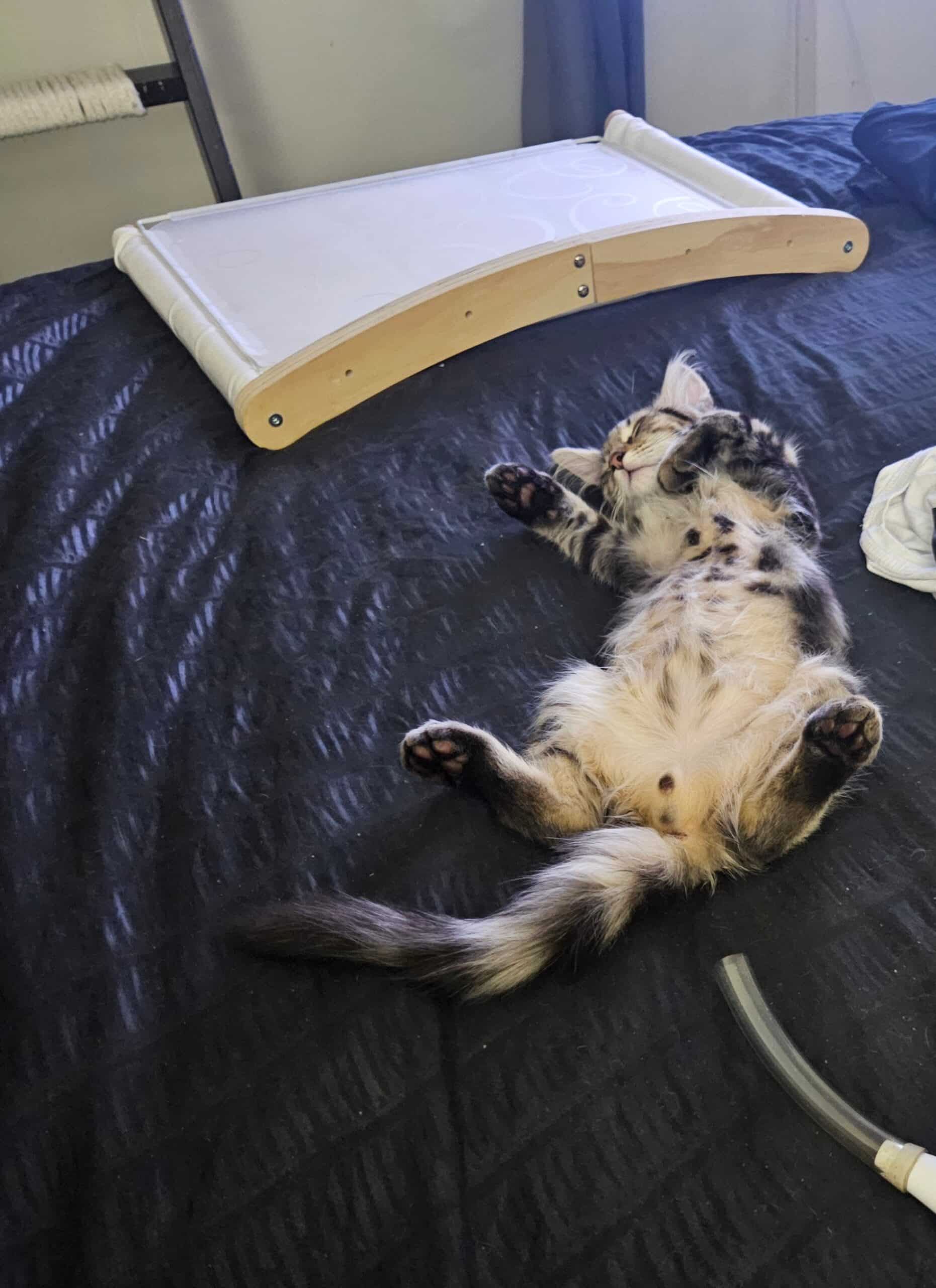 Flea Control for Cats at Home