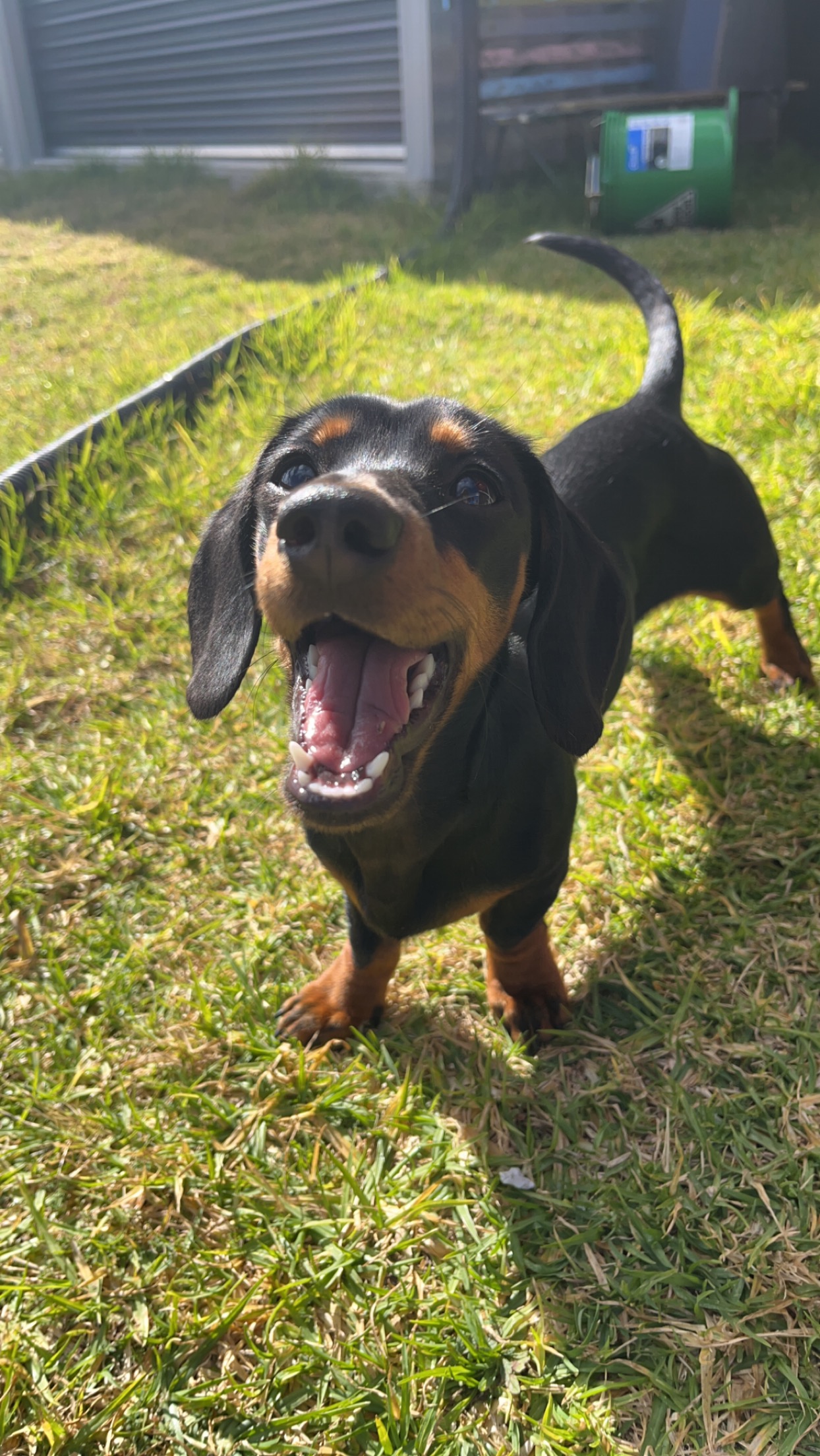 Flea Treatments Safe for Cats and Dogs