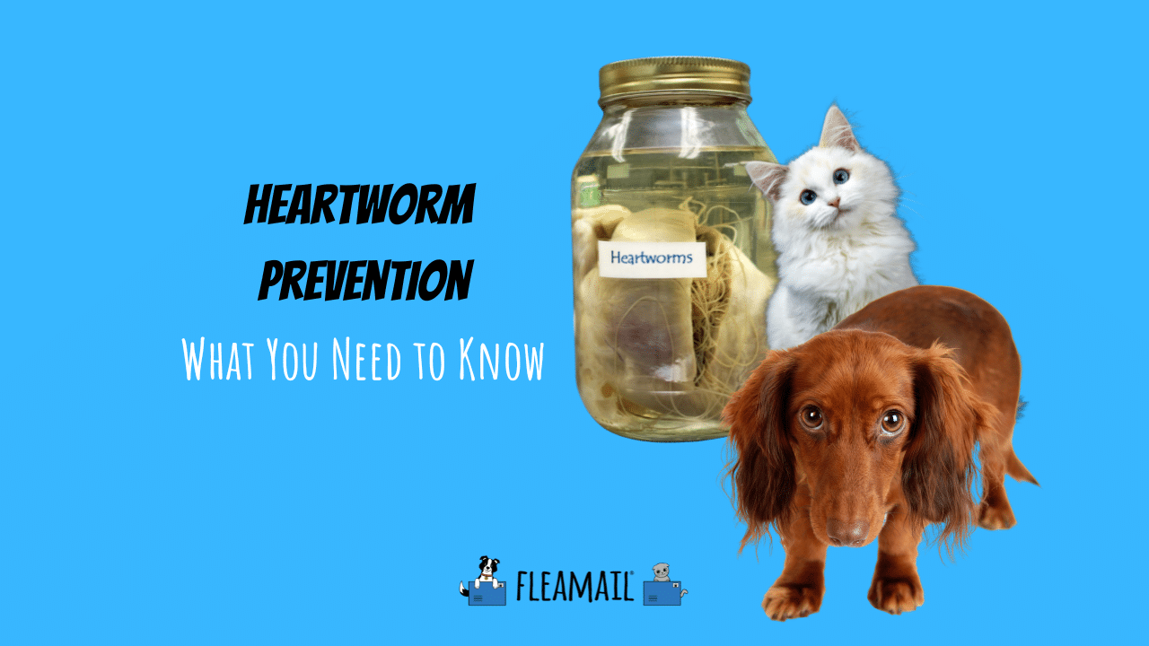 Heartworm Prevention: Essential Facts for Pet Owners