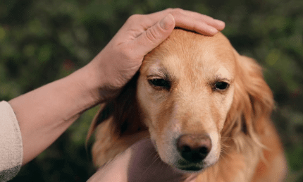 How to Care for Dogs – Expert Tips for a Healthy, Happy Dog