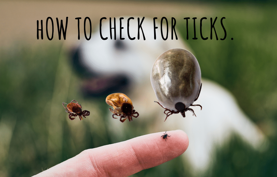 How to Check for Ticks