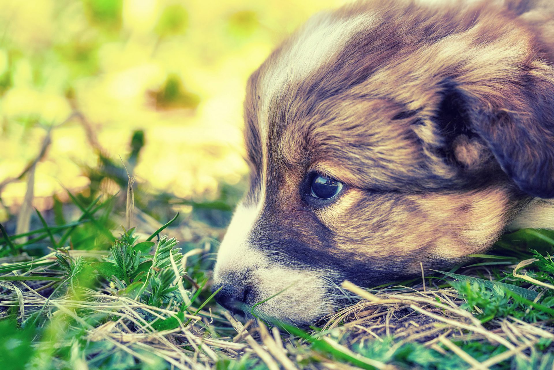 How To Combat The Puppy Blues
