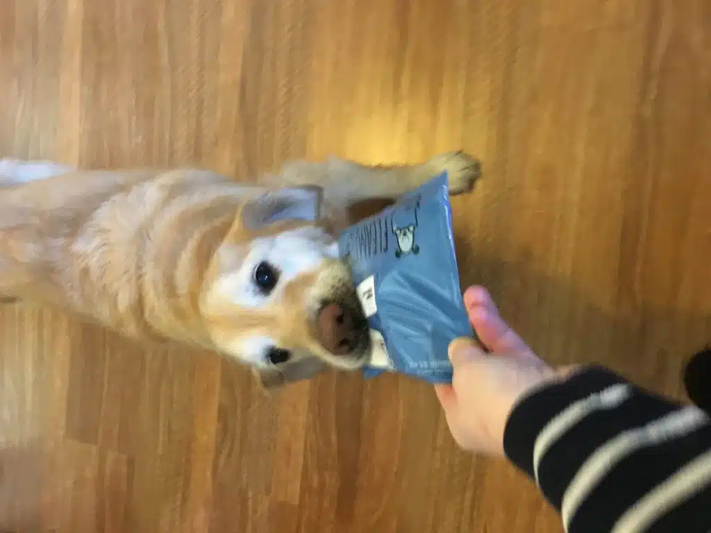 How to Make Good Bonding With Dogs: Expert Guide