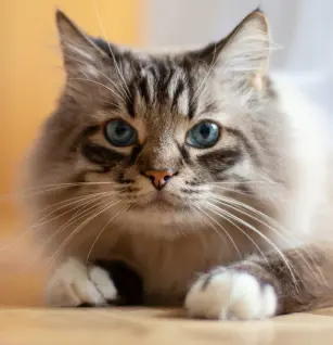 Diarrhea in Cats: Their Causes, Remedies & Vet Help