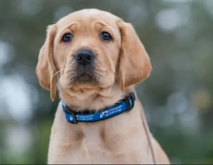 How to Treat Diarrhea in Dogs – Causes, Remedies & Vet Care