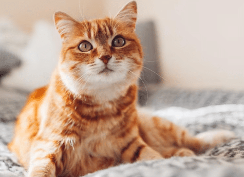 Cat Healthy Food | Nutrition & Protection