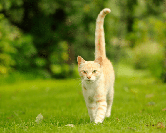 Cat Tail Signs | Understand Your Cat’s Behaviour