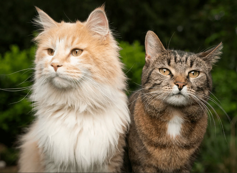 Improve Cat’s Health With Nature | Keep Your Cat Protected