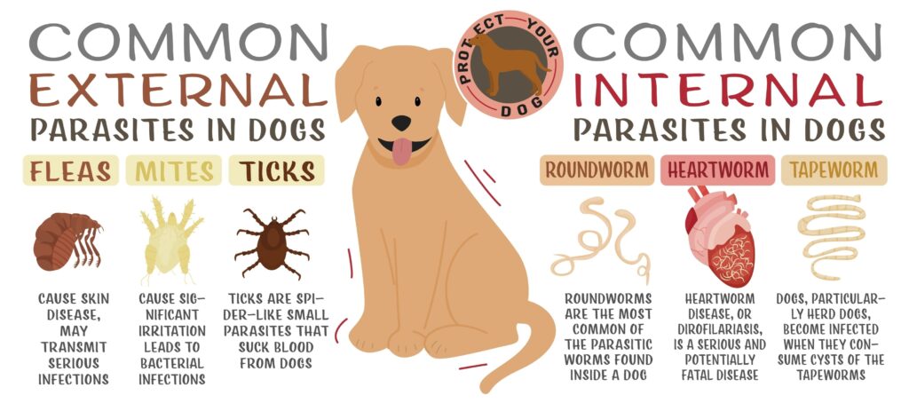 A chart showing the parasite's external and internal life cycle