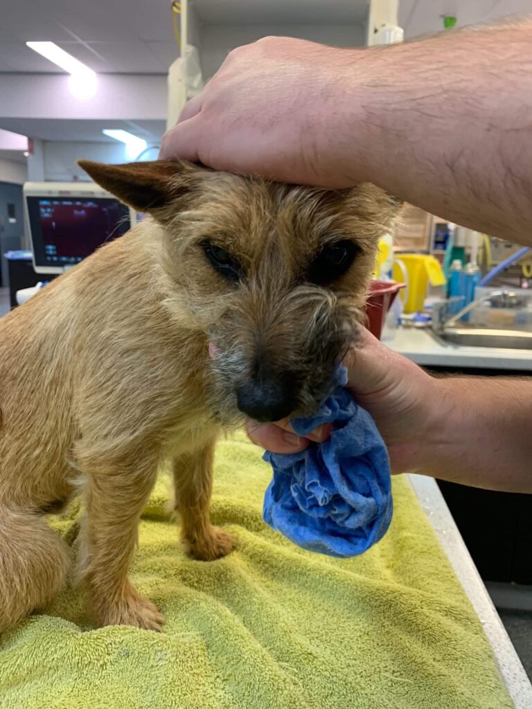 Removing Toad Toxins from an effected dog
