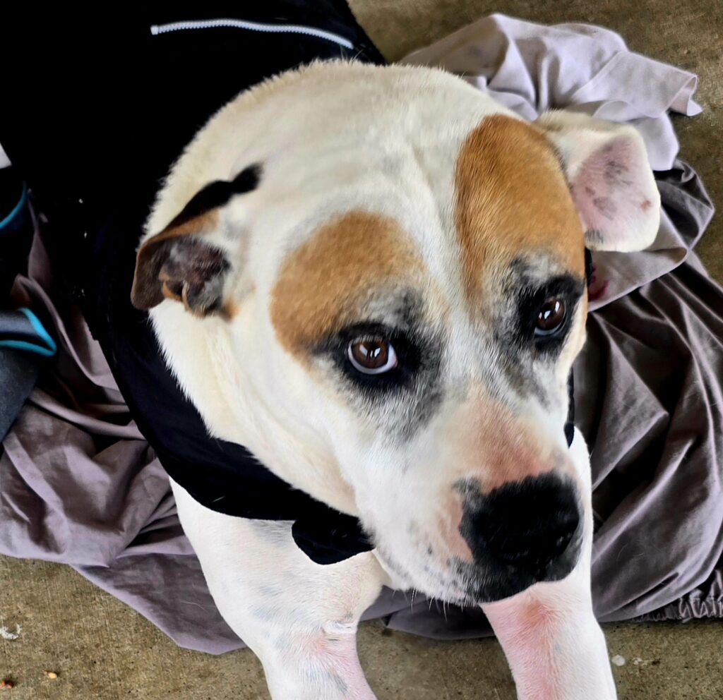 A white dog having yellow spots on its head at Fleamail Clinic