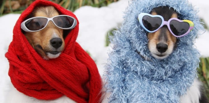 Keeping Your Dog Warm in Winter