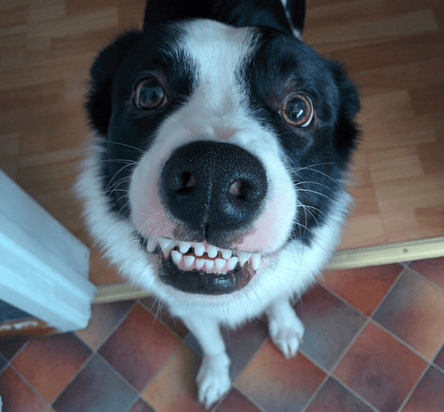 Looking After Your Dog’s Teeth: A Vet’s Guide