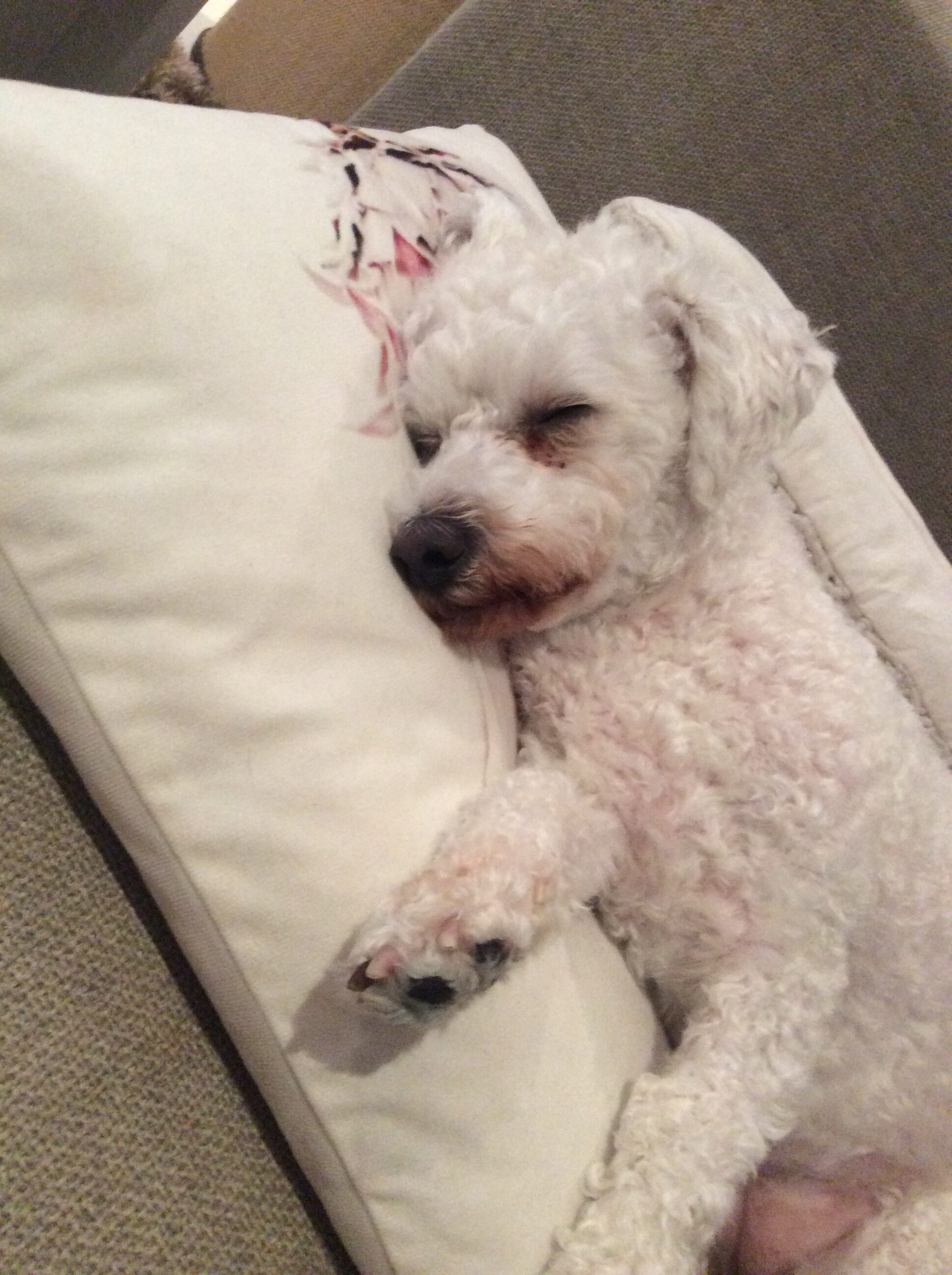 Natural Flea Treatment for Dogs: Chemical-Free Solutions