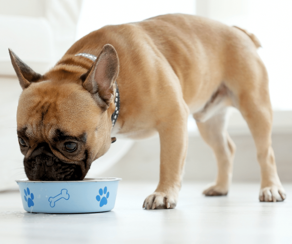 Gut & Digestive Health: The Food Factory