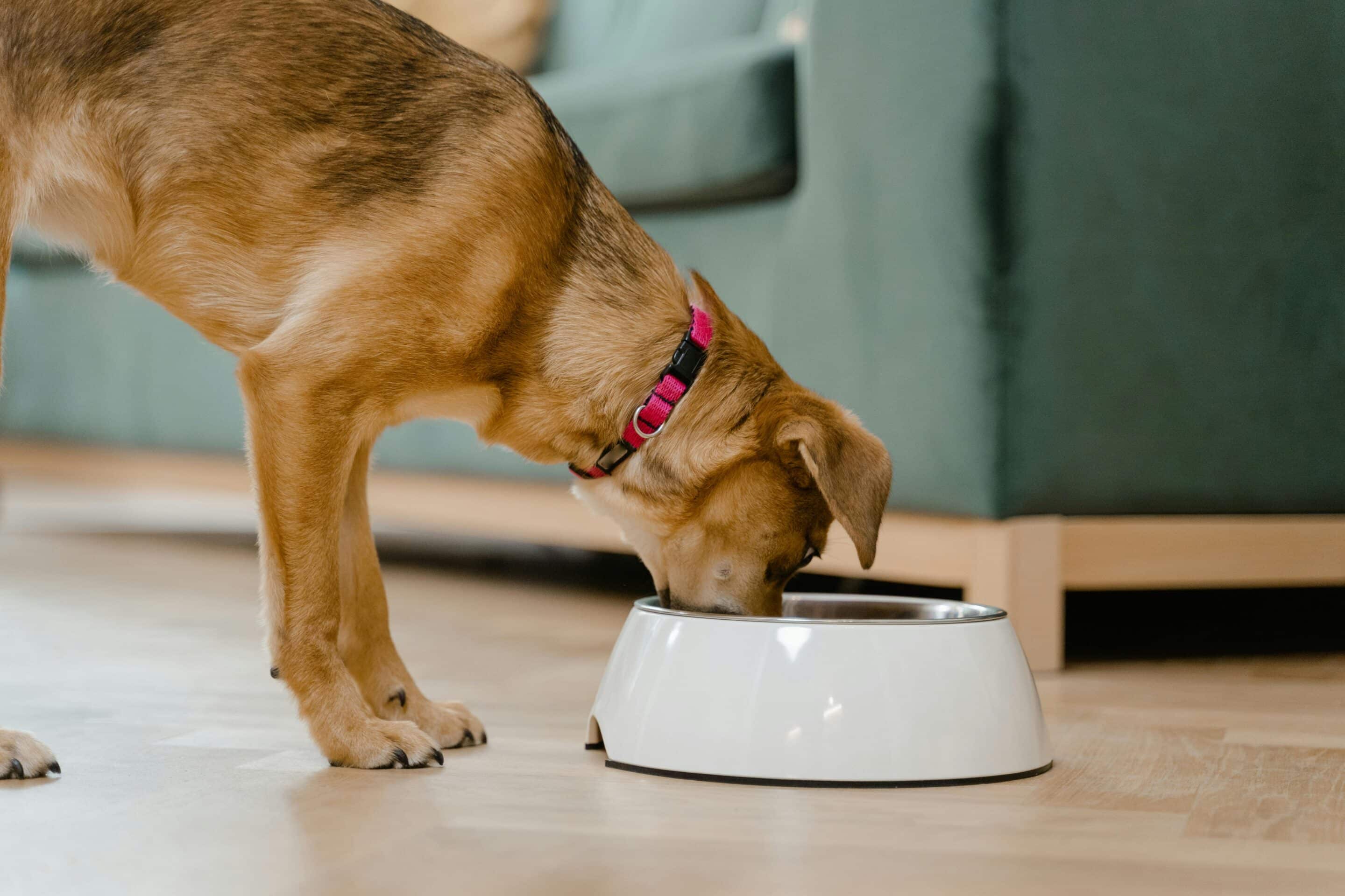 Pet Weight Loss Diet Plan