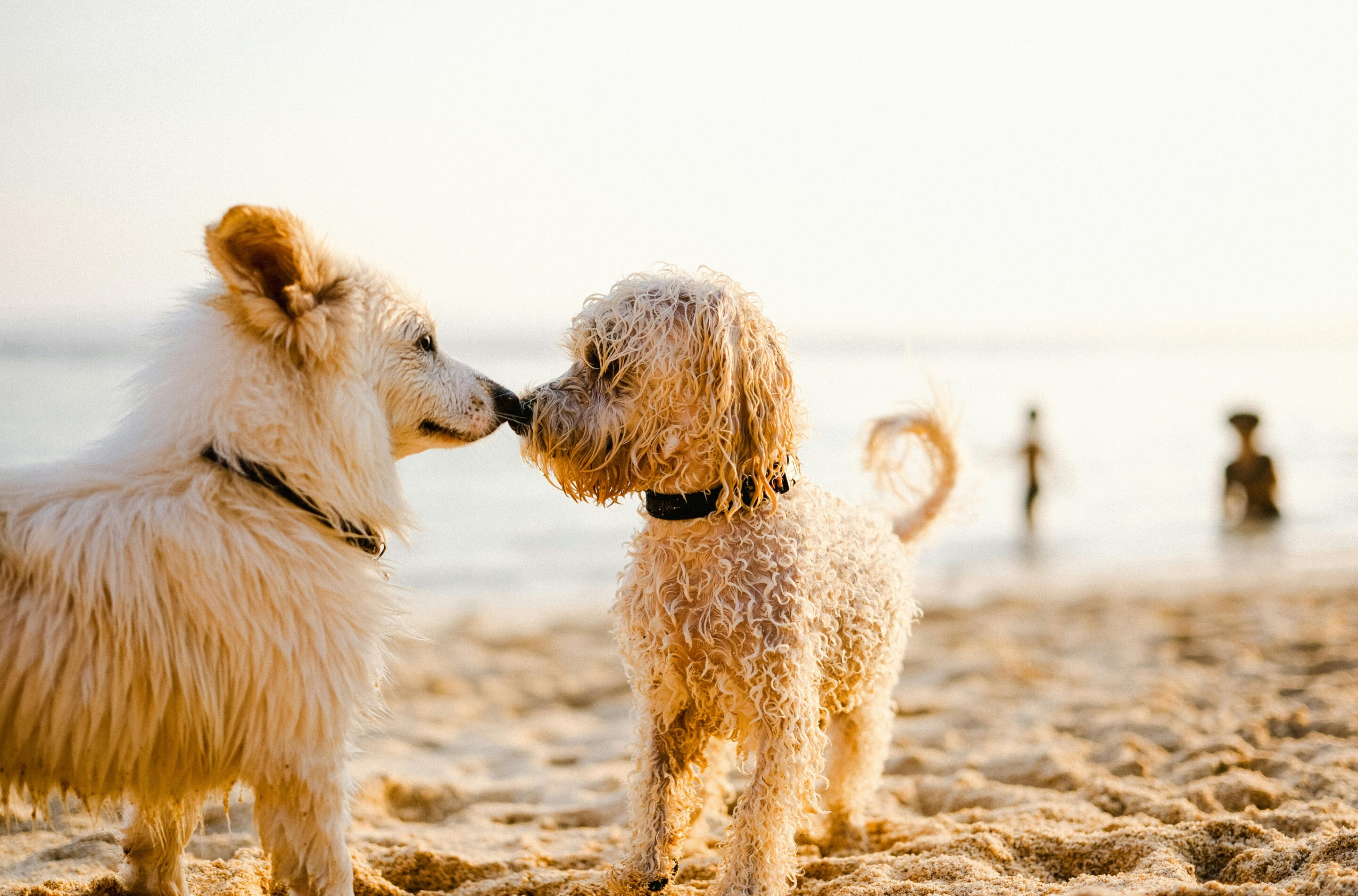 Protect Your Dog from Fleas and Ticks