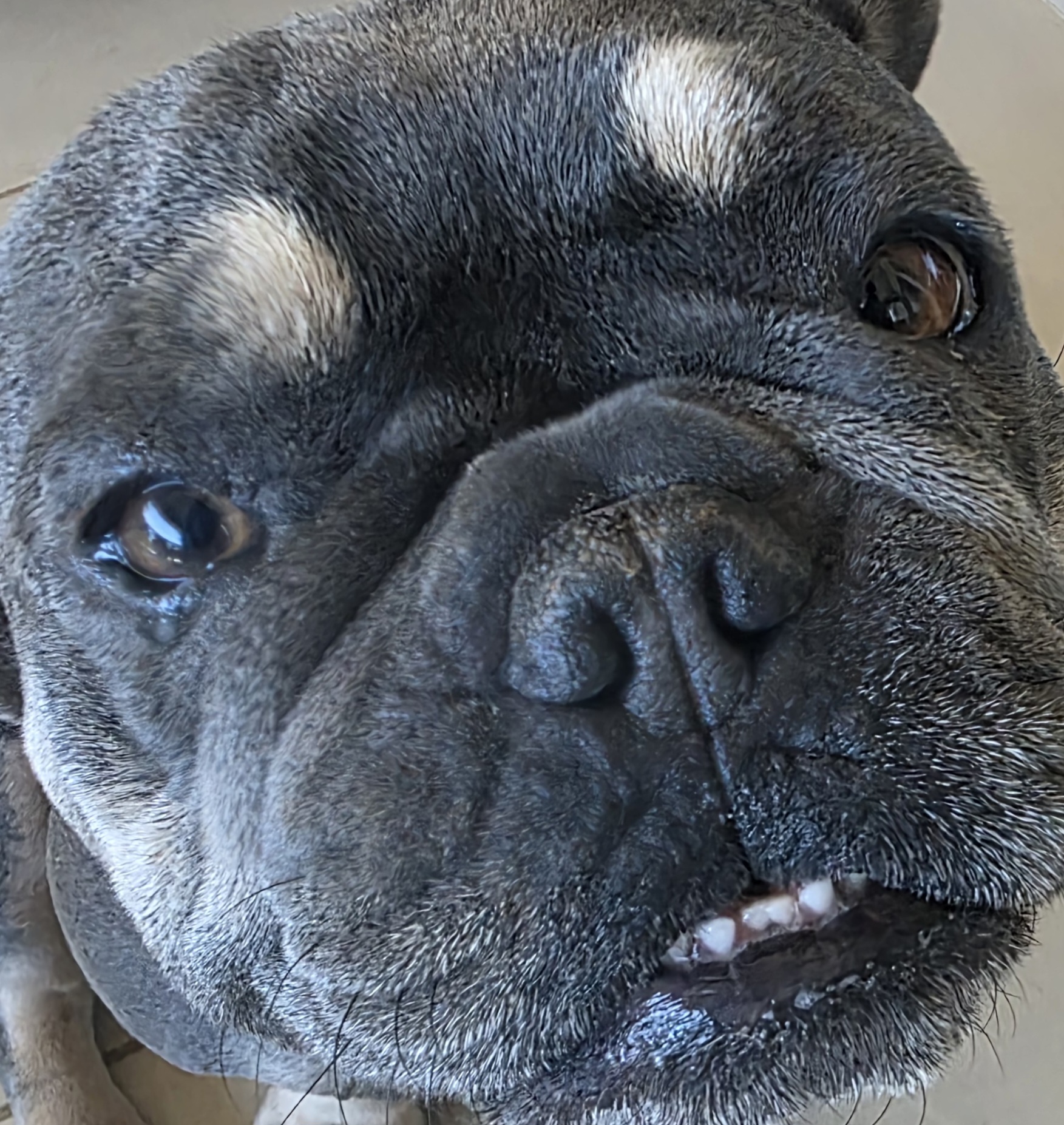 Seasonal Pet Care: A Complete Guide for All Weather Wellness