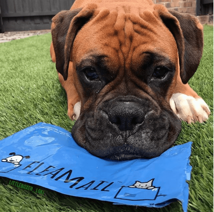 The Right Wormer: A Comparison of Australian Pet Parasite Protections