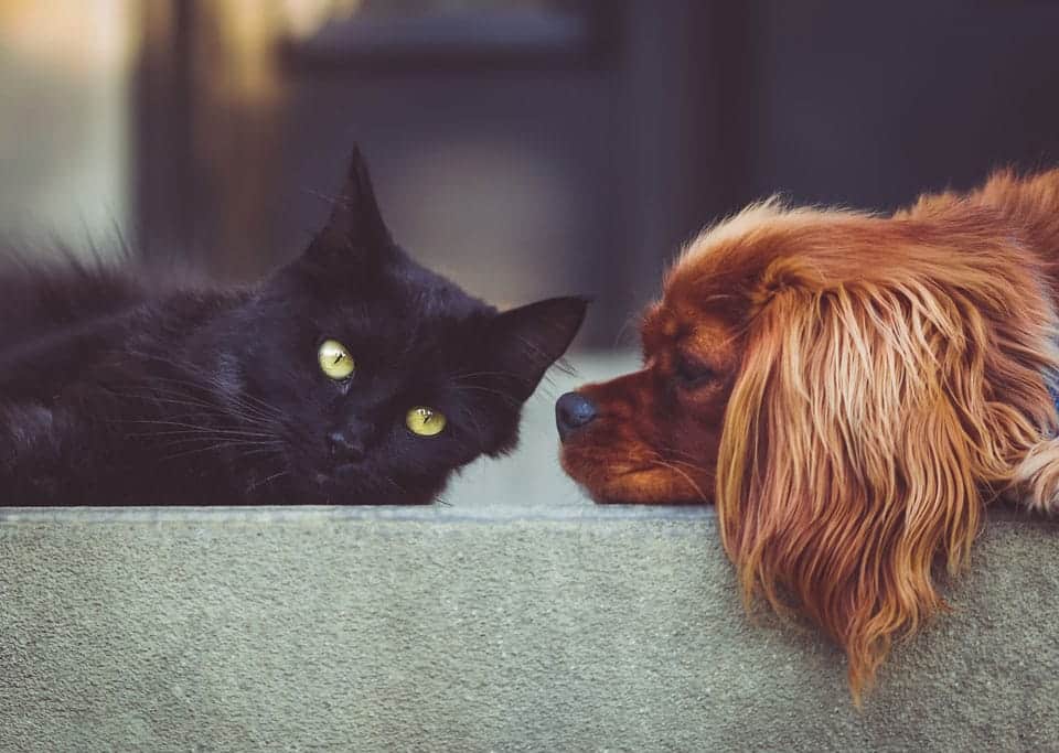 Tick Paralysis : A Clinical Breakdown of the Neurotoxic Threat