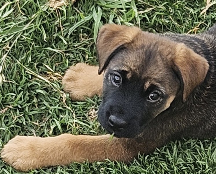 Effective Tick Prevention for Outdoor Dogs