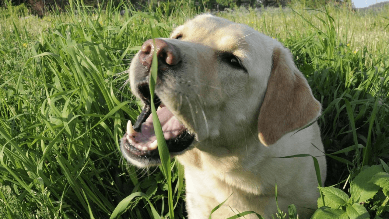Why Does My Dog or Cat Eat Grass?