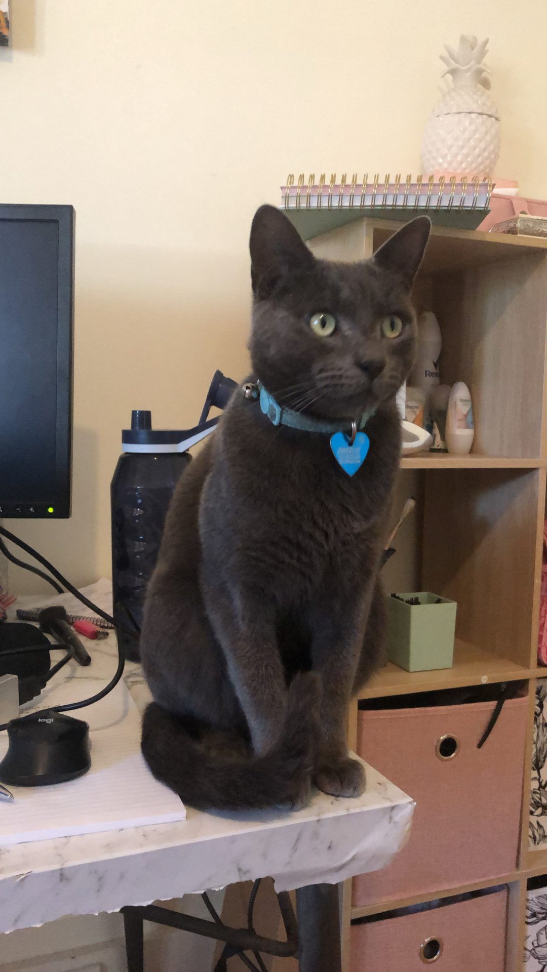 A Fleamail member pet