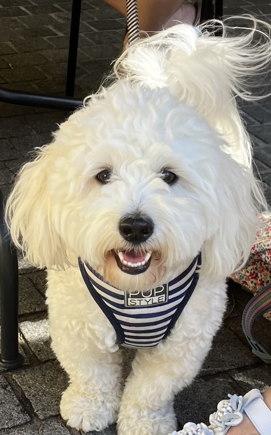 A Fleamail member pet