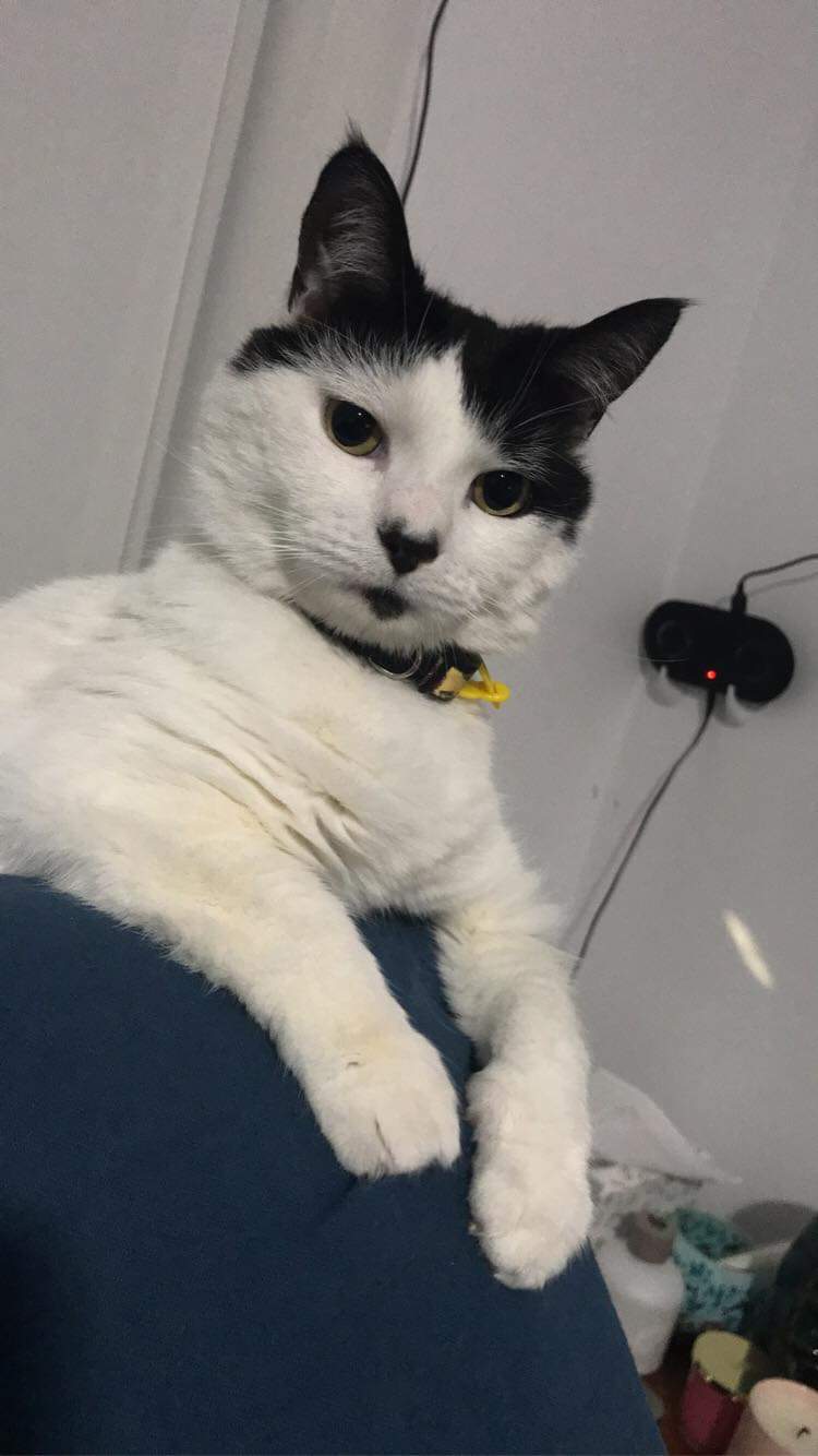 A Fleamail member pet