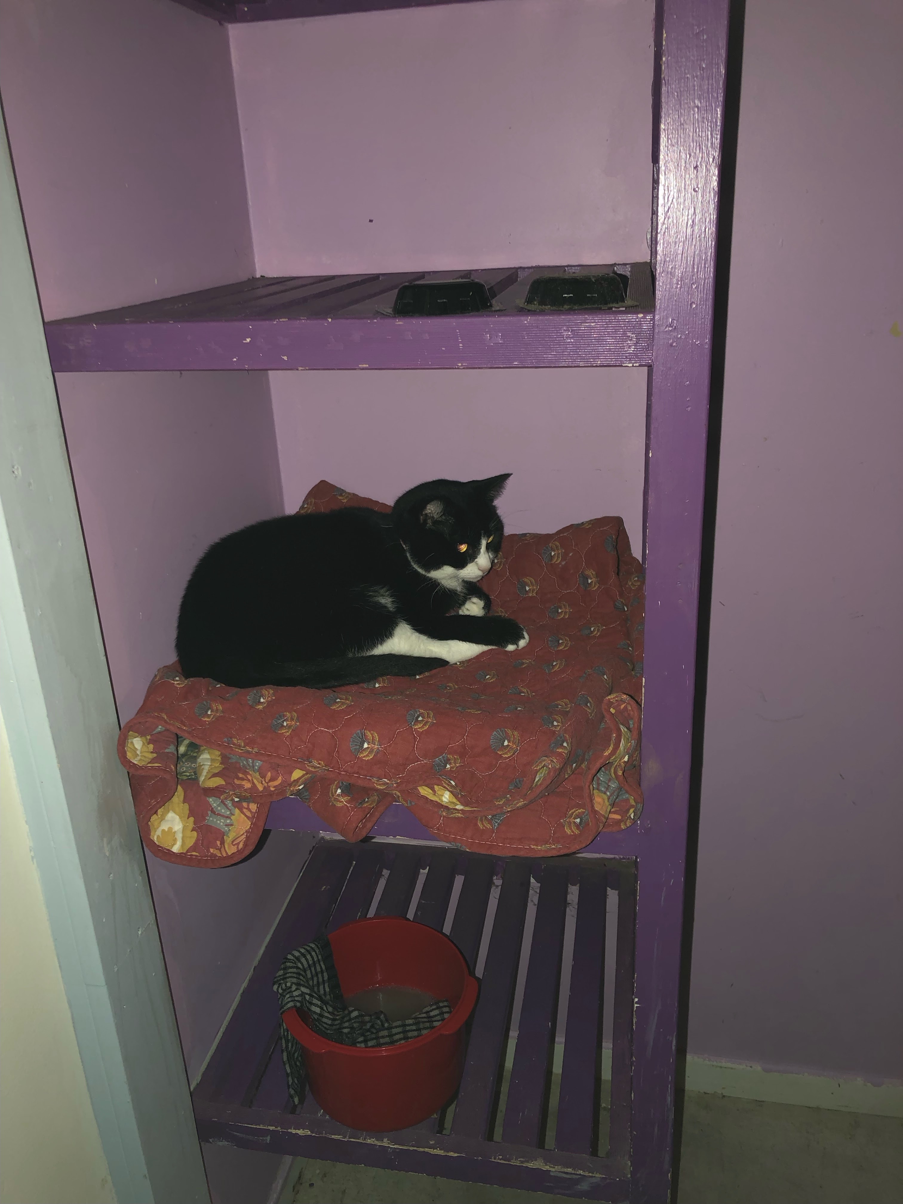 A Fleamail member pet