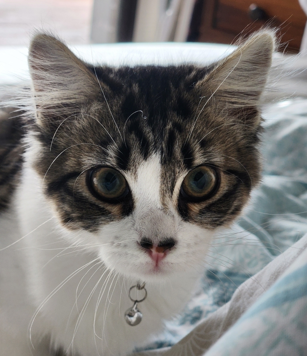 A Fleamail member pet