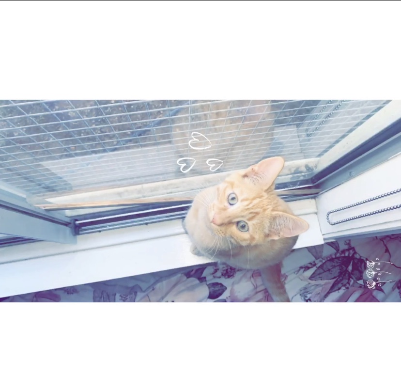 A Fleamail member pet