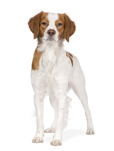 A Fleamail member pet