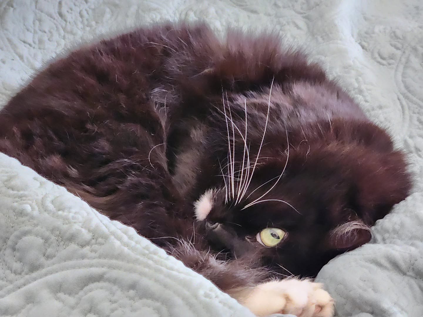 A Fleamail member pet