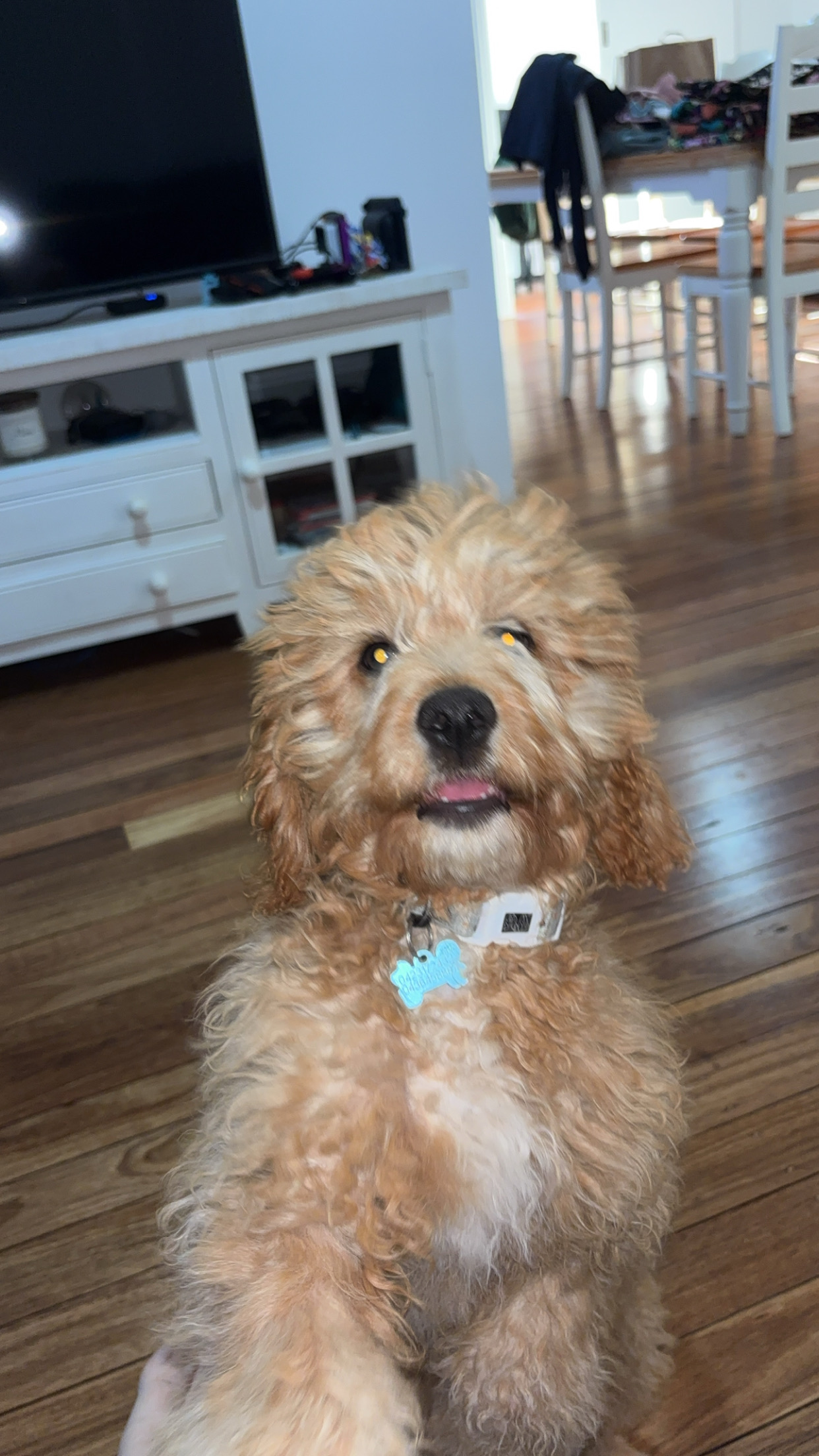 A Fleamail member pet
