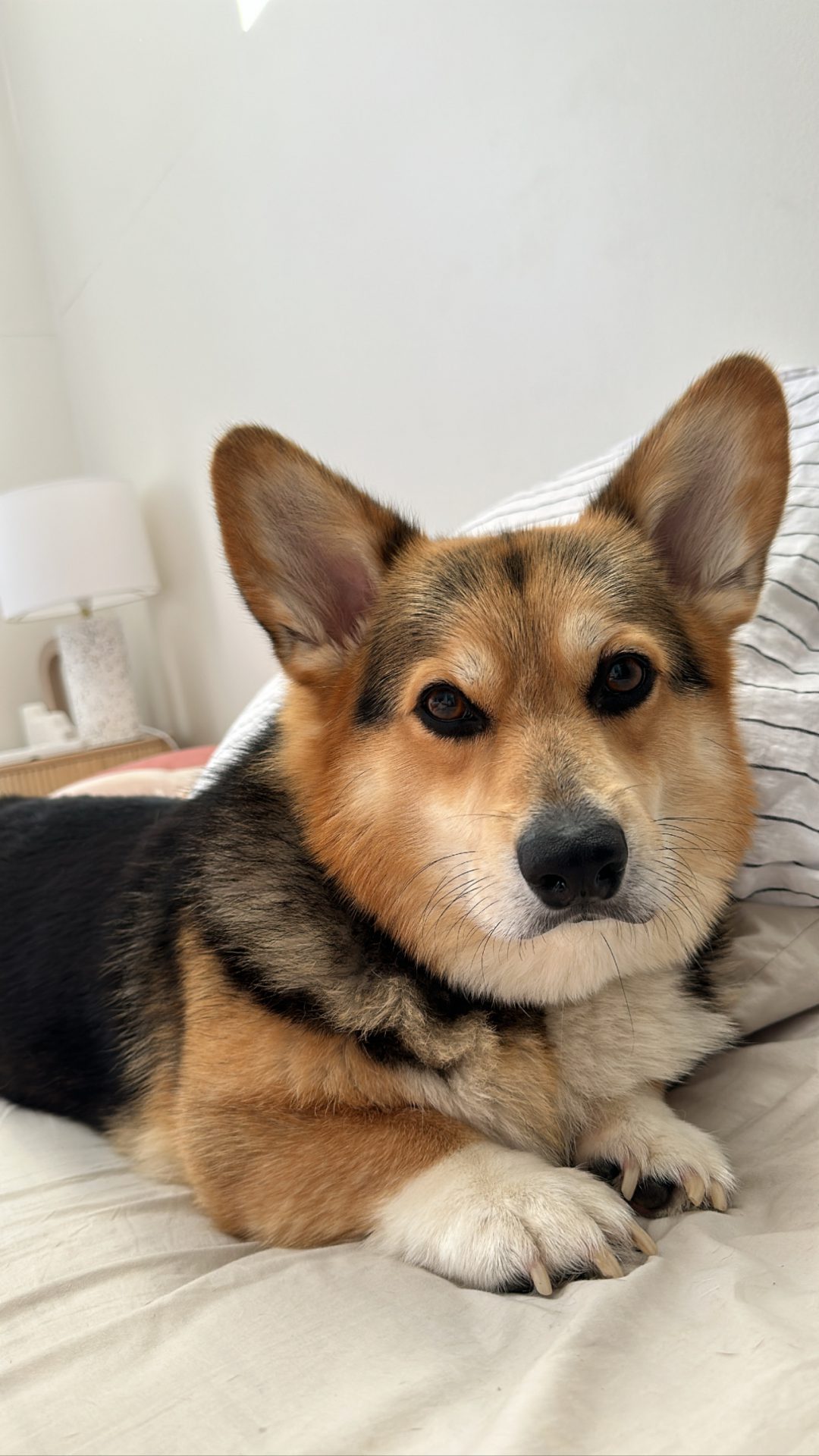 A Fleamail member pet