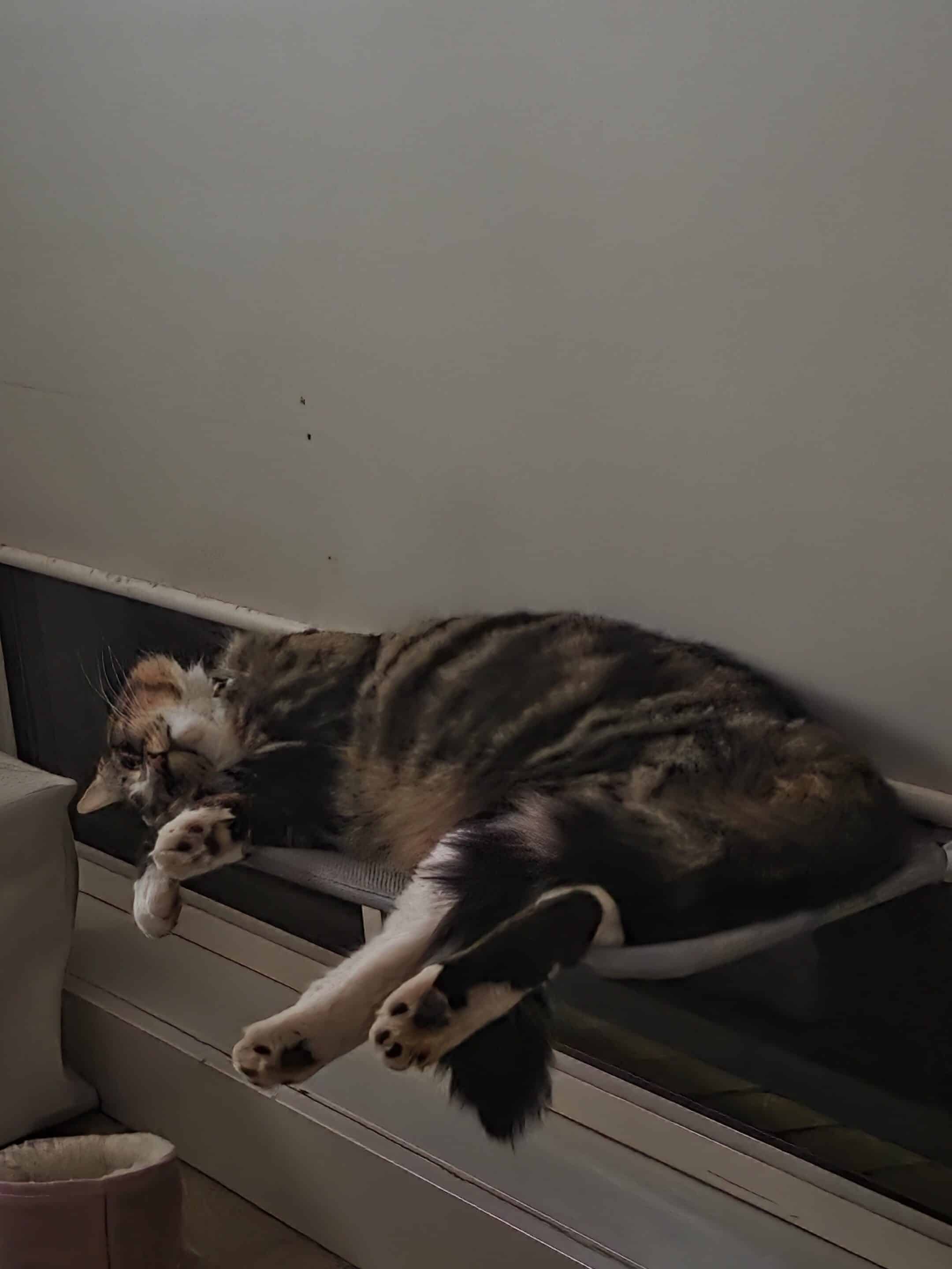 A Fleamail member pet