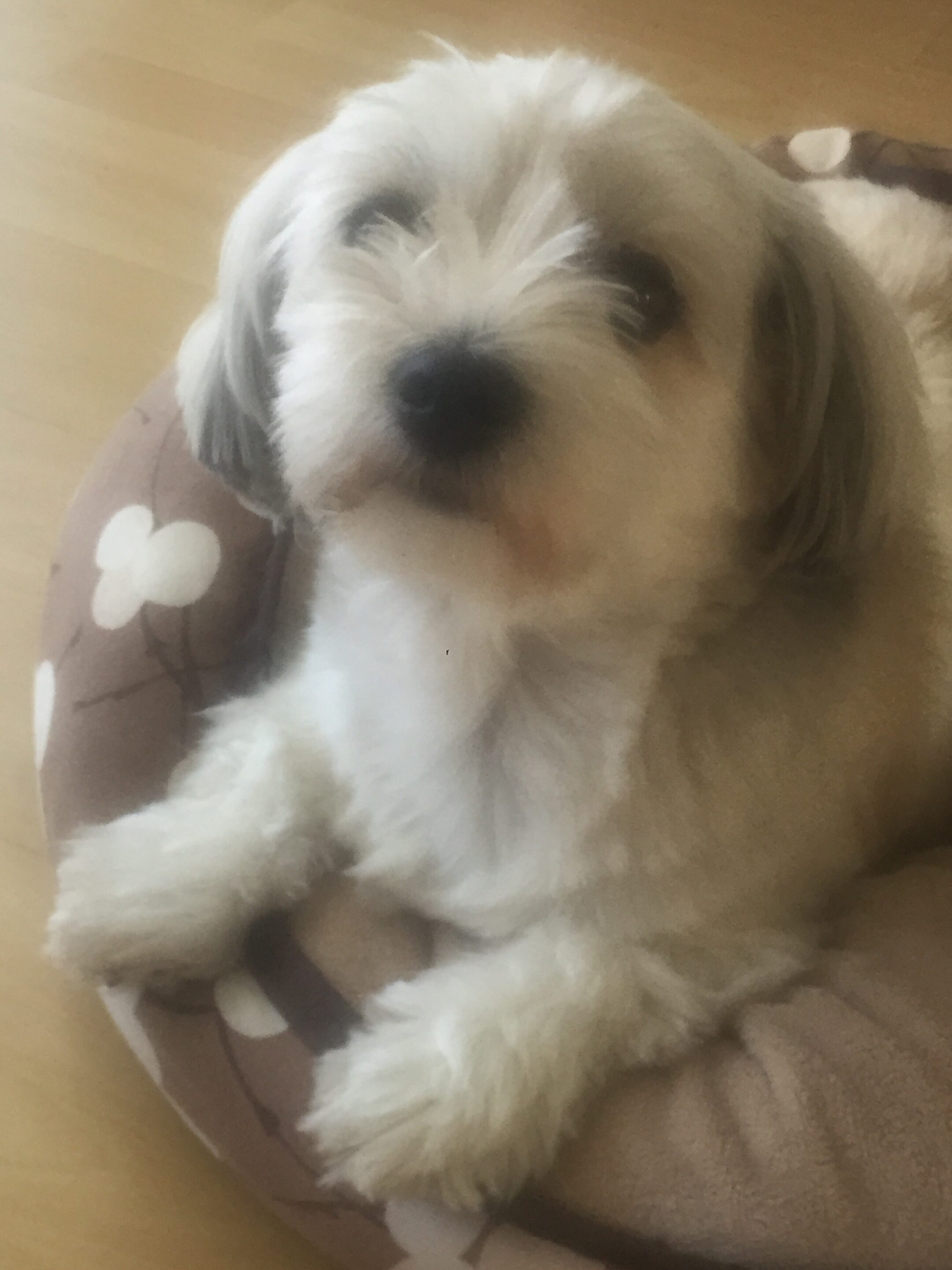 A Fleamail member pet
